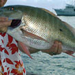 parguera snapper